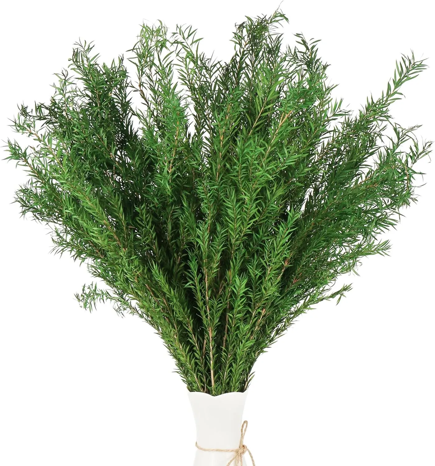 Dried Greenery Stem for Vase Home Decor, 2 Bundles Pack 7-8oz Lenght 17.5" Green Melaleuca bracteata Branch Preserved Plant for Floral Design DIY Arrangement Fragment (Natural Green)
