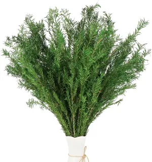 Dried Greenery Stem for Vase Home Decor, 2 Bundles Pack 7-8oz Lenght 17.5" Green Melaleuca bracteata Branch Preserved Plant for Floral Design DIY Arrangement Fragment (Natural Green)