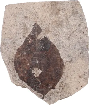Kisangel Educational Specimen Fossilized Collection School Teaching Supplies Specimen Creative Decorative Item Random Style