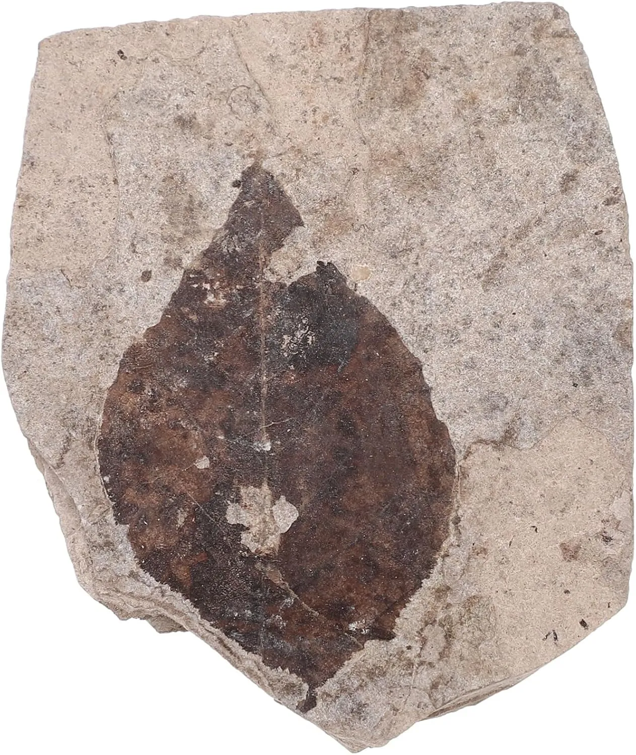 Kisangel Educational Specimen Fossilized Collection School Teaching Supplies Specimen Creative Decorative Item Random Style